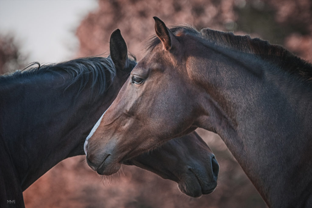 horse love portrait
