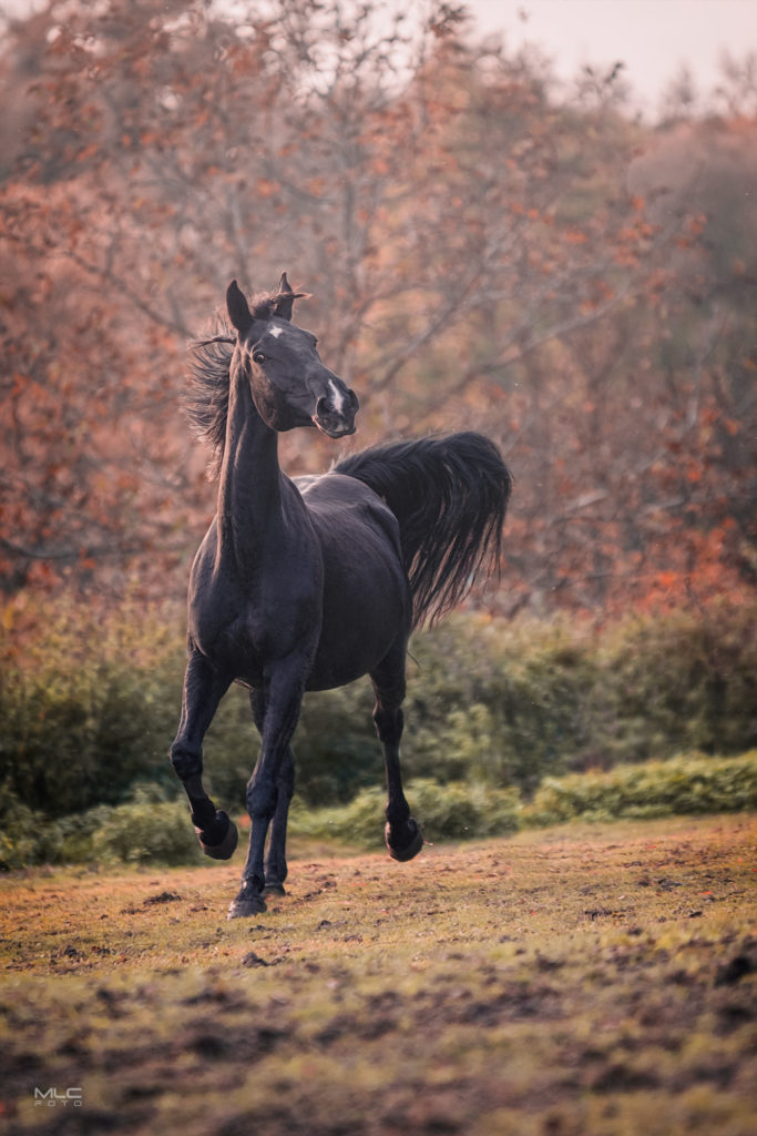 black beauty equine