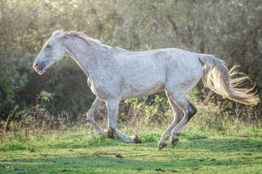 equine photography