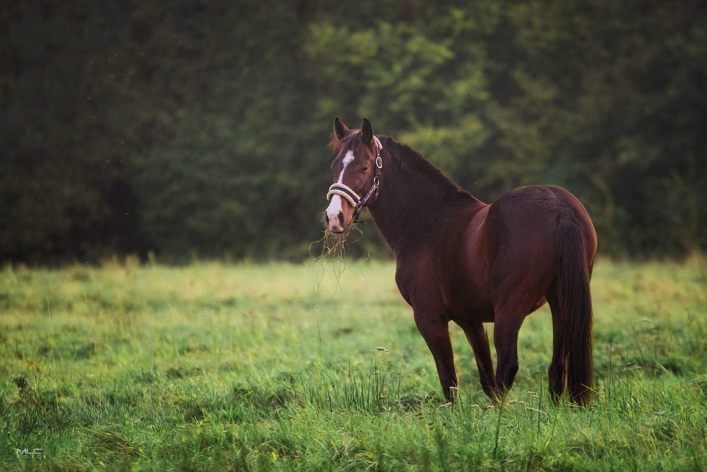 horse photogrpahy