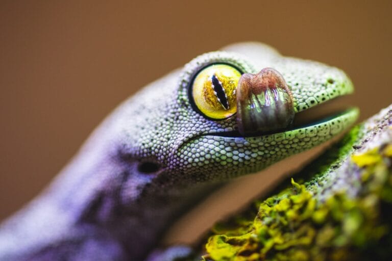 Gekon strophurus spinigerus-2